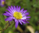 Aster ageratoides 'Ezo Murasaki' - La Pépinière d'Agnens