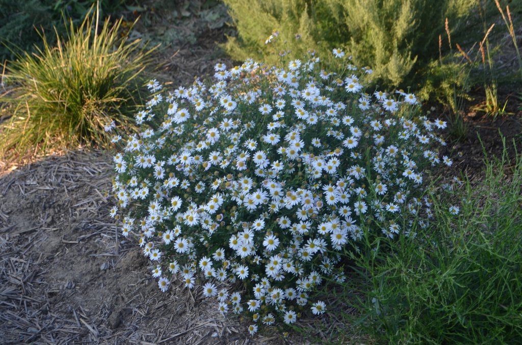 Aster ageratoides 'Starshine' - La Pépinière d'Agnens