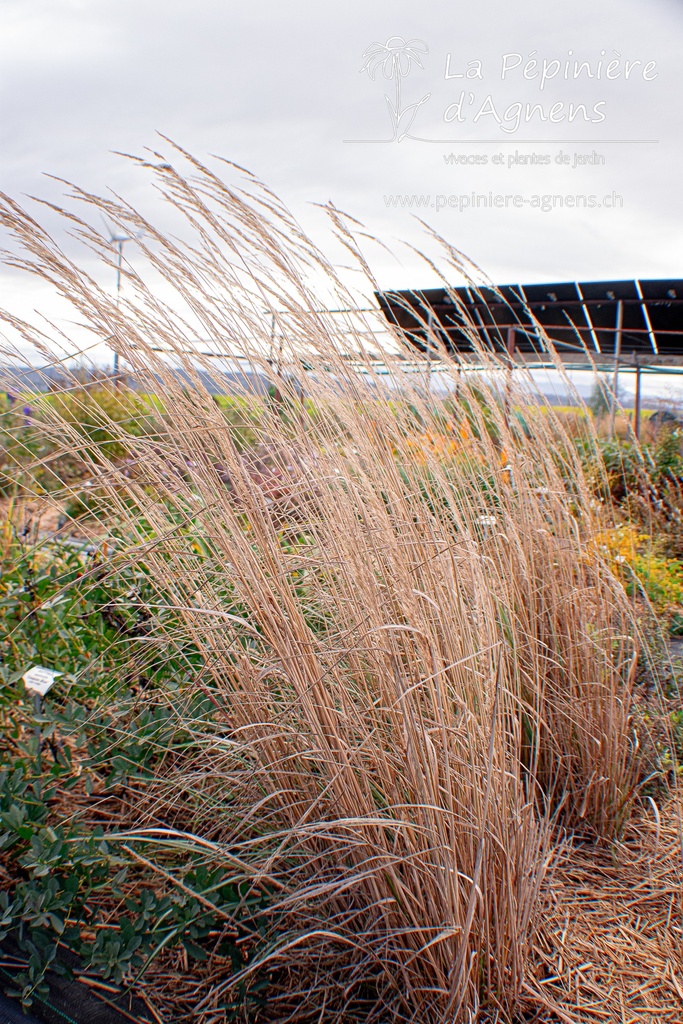 Calamagrostis acutiflora (x) 'Overdam' - La pépinière d'Agnens