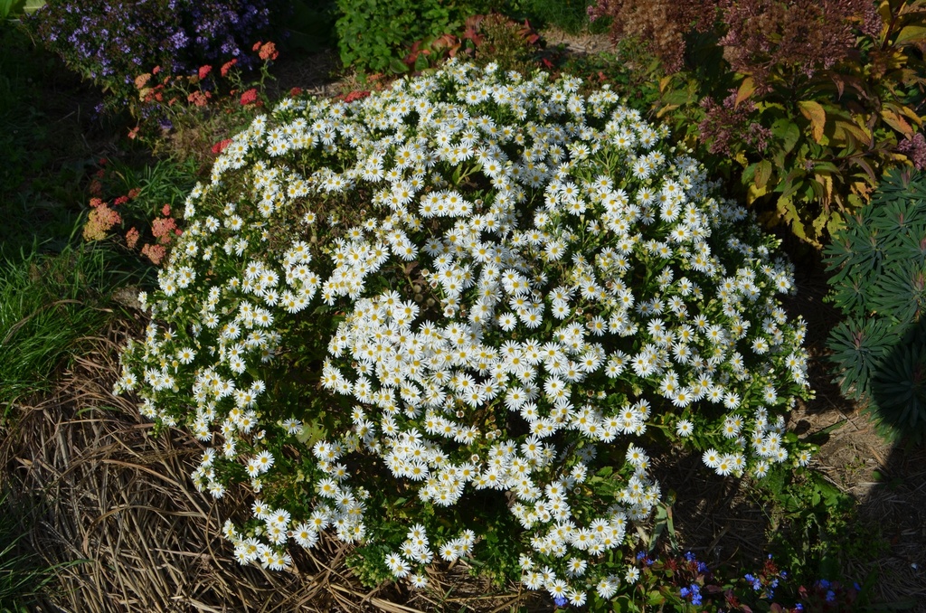 Aster ageratoides 'Starshine' - La Pépinière d'Agnens
