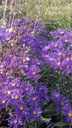 Assortiment aster floraison automnale - La Pépinière d'Agnens