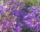 Aster amellus 'Veilchenkönigin' - La Pépinière d'Agnens