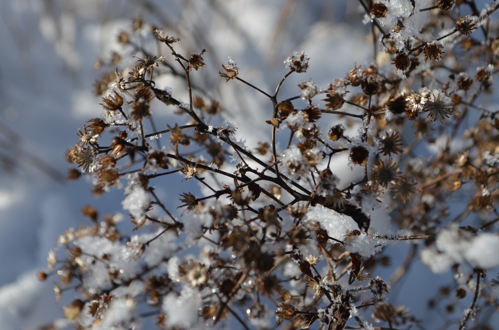 Aster divaricatus - La Pépinière d'Agnens