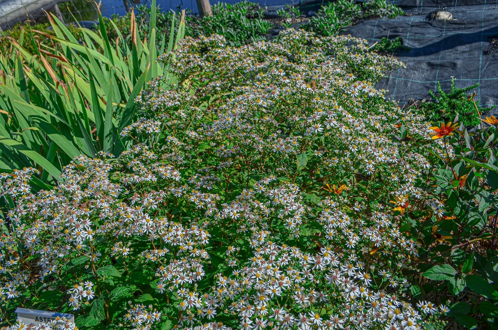 Aster divaricatus - La Pépinière d'Agnens