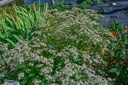Aster divaricatus - La Pépinière d'Agnens