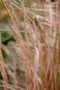 Calamagrostis acutiflora (x) 'Overdam' - La pépinière d'Agnens