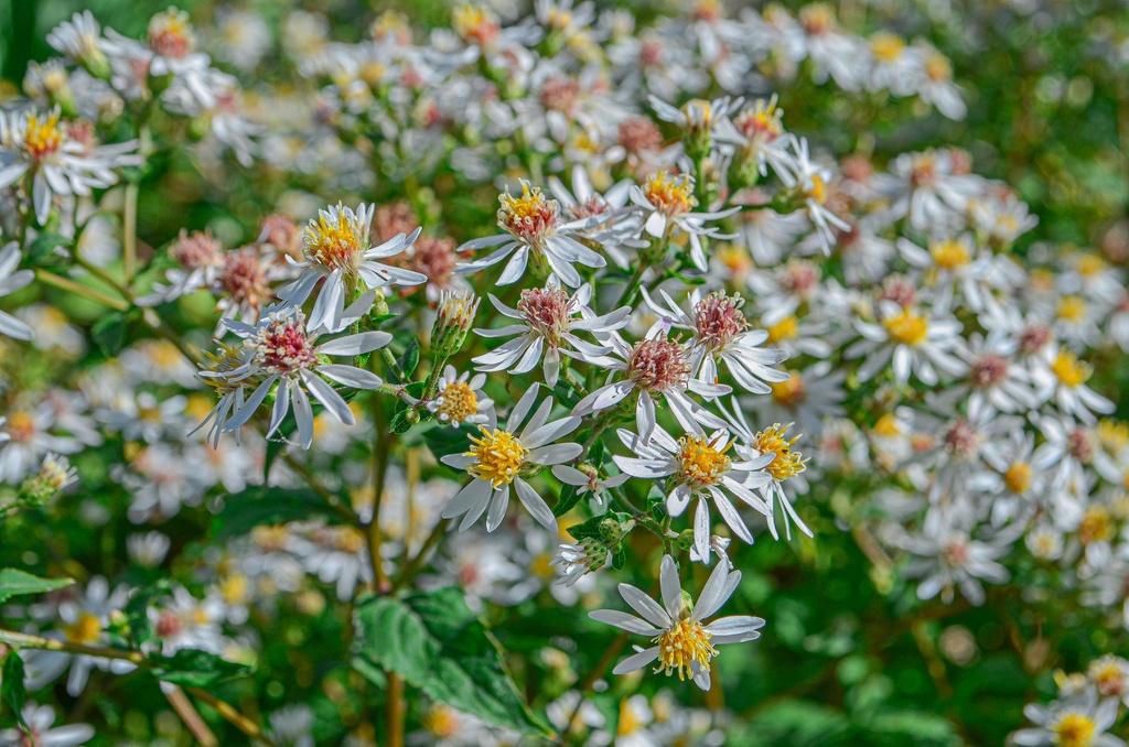 Aster divaricatus - La Pépinière d'Agnens