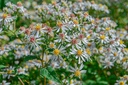 Aster divaricatus - La Pépinière d'Agnens