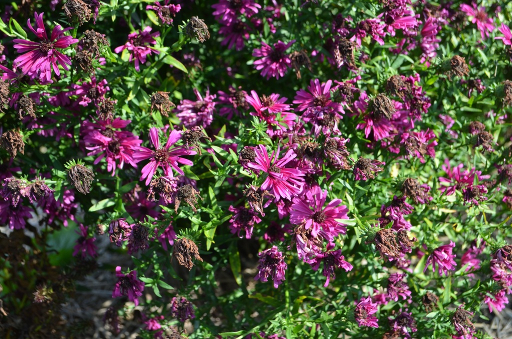 Aster dumosus 'Jenny' -La Pépinière d'Agnens