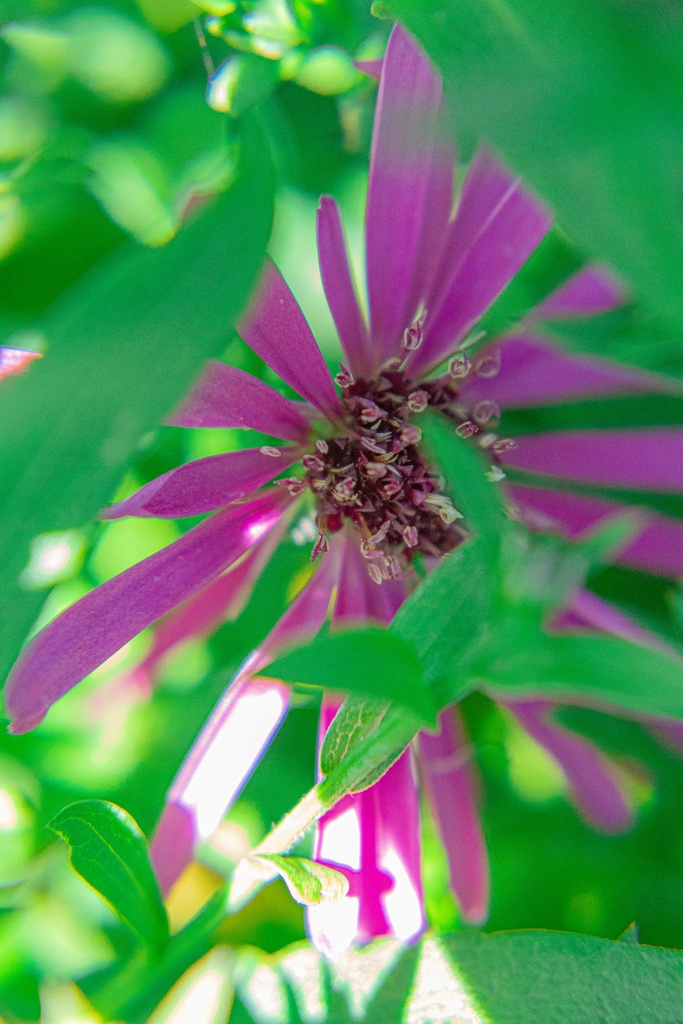 Aster dumosus 'Jenny' - La Pépinière d'Agnens