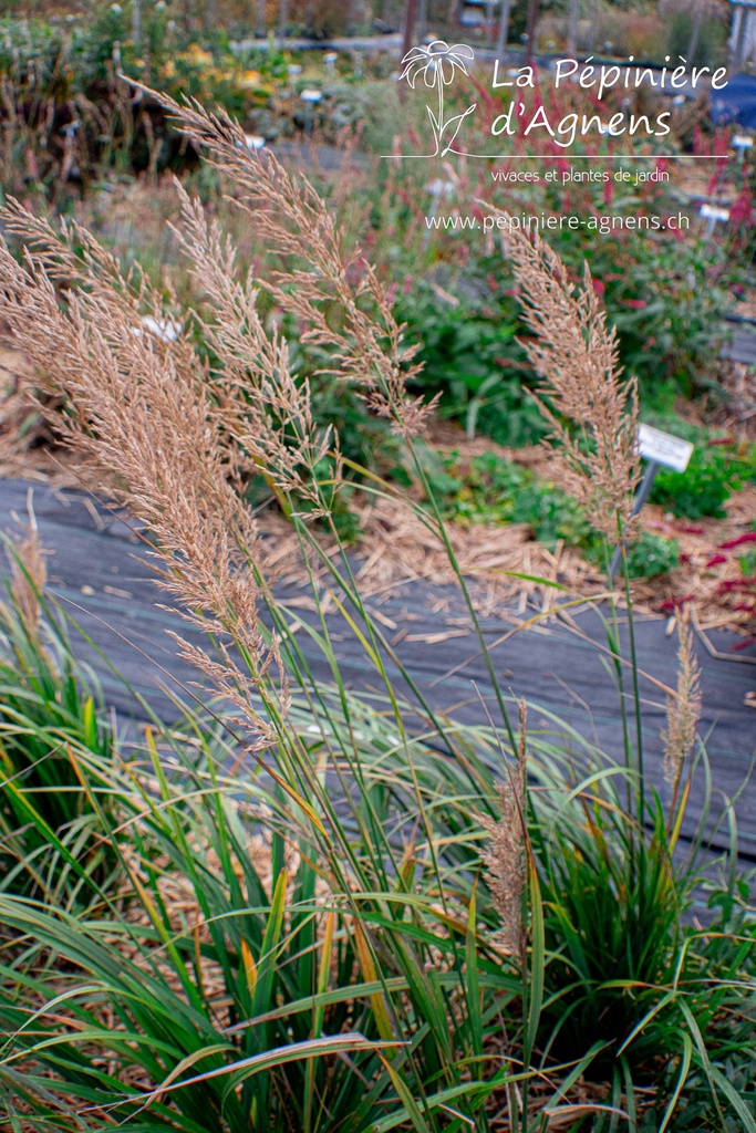 Calamagrostis brachytricha - La pépinière d'Agnens