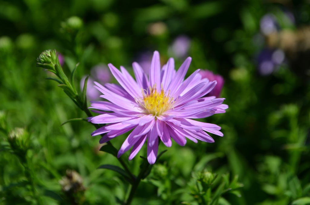 Aster dumosus 'Rosenwichtel' - La Pépinière d'Agnens
