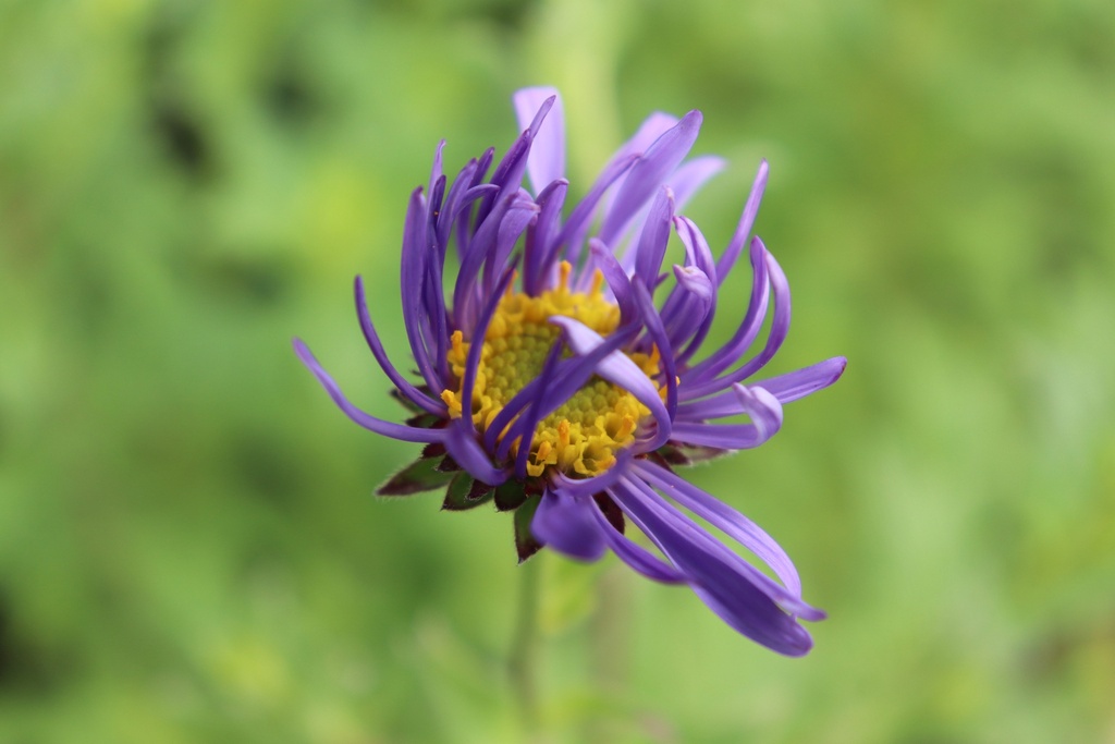 Aster frikartii (x) 'Mönch' - La Pépinière d'Agnens