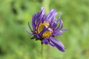 Aster frikartii (x) 'Mönch' - La Pépinière d'Agnens