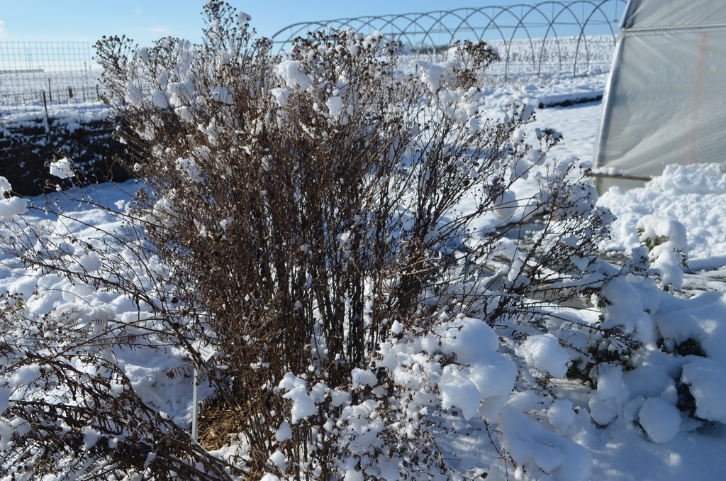 Aster novae-angliae 'Herbstschnee' - La Pépinière d'Agnens