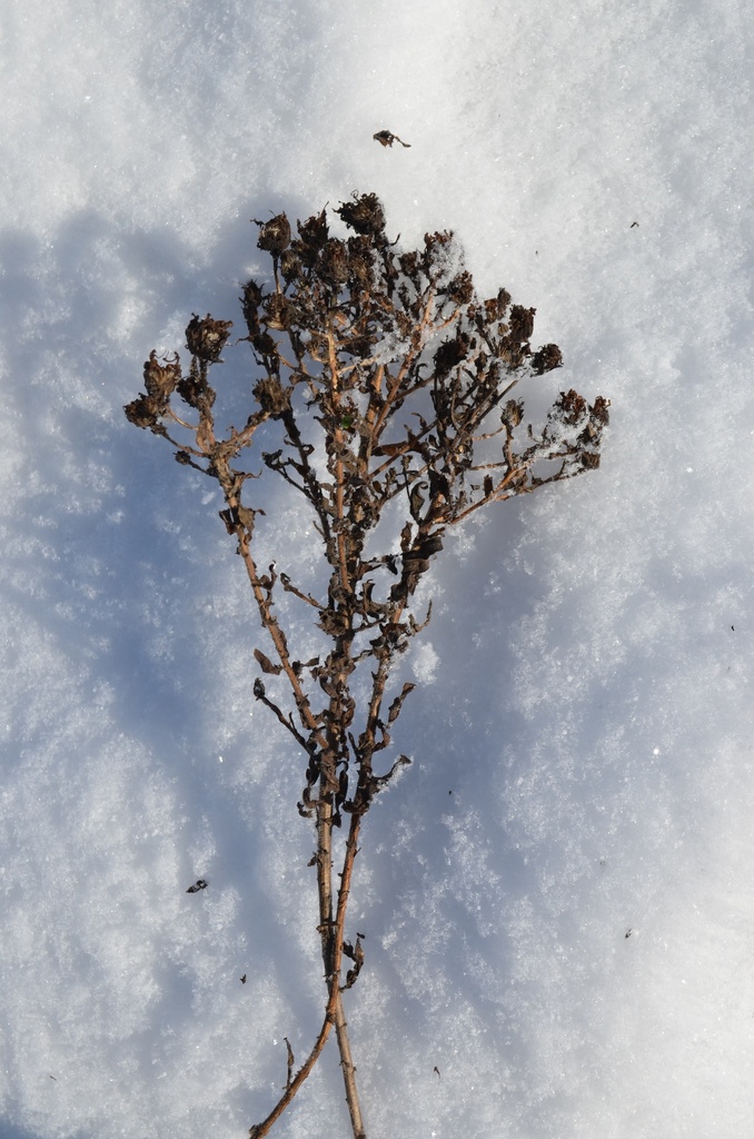 Aster novae-angliae 'Vibrant Dome' - La Pépinière d'Agnens