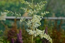 Astilbe arendsii (x) 'Brautschleier' - La Pépinière d'Agnens