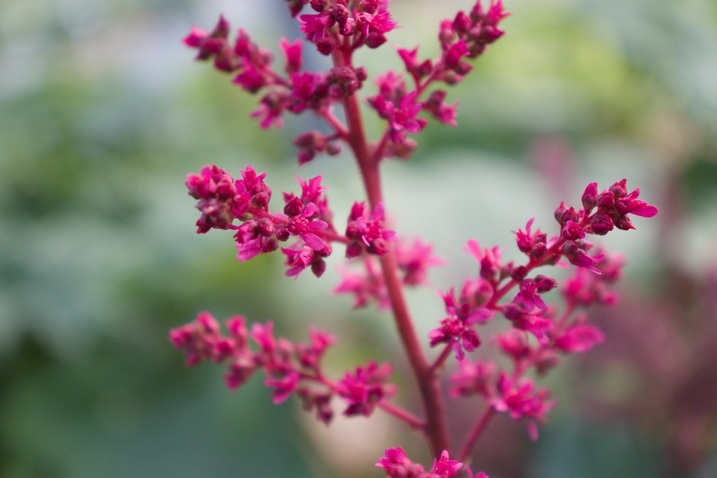 Astilbe arendsii (x) 'Fanal' - La Pépinière d'Agnens
