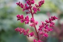 Astilbe arendsii (x) 'Fanal' - La Pépinière d'Agnens