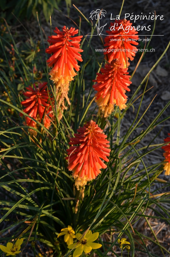 Assortiment plantes pour bac soleil - La Pépinière d'Agnens