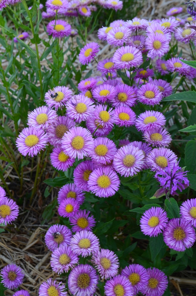Assortiment plantes pour bac soleil - La Pépinière d'Agnens