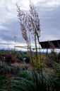 Calamagrostis brachytricha - La pépinière d'Agnens