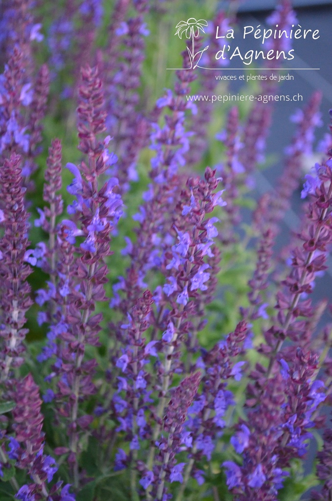 Assortiment plantes pour bac soleil - La Pépinière d'Agnens