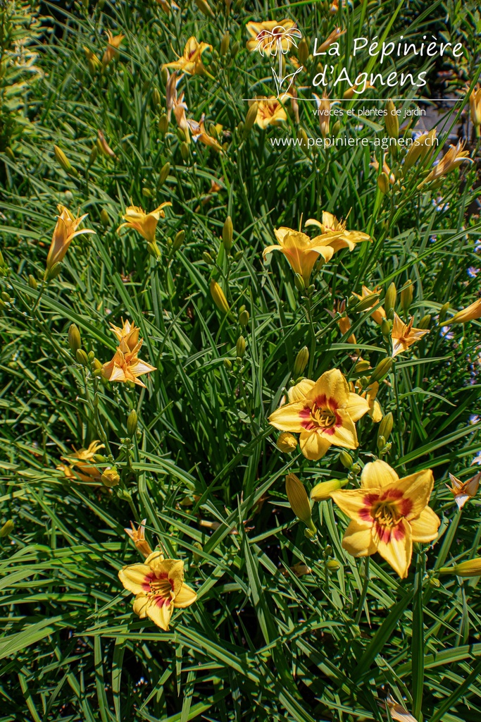 Assortiment plantes pour bac soleil - La Pépinière d'Agnens