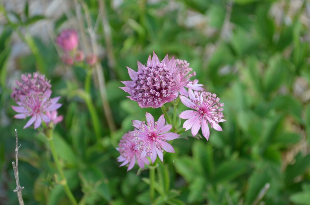 Astrantia major 'Claret' - La Pépinière d'Agnens
