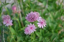 Astrantia major 'Claret' - La Pépinière d'Agnens