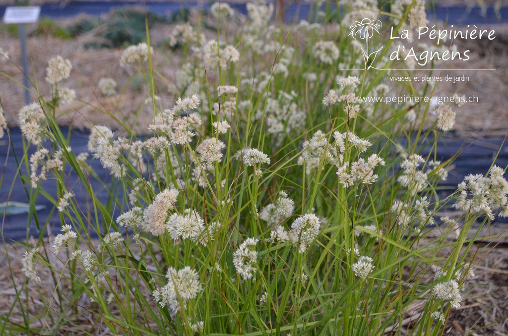 Assortiment plantes pour bac ombre - La Pépinière d'Agnens