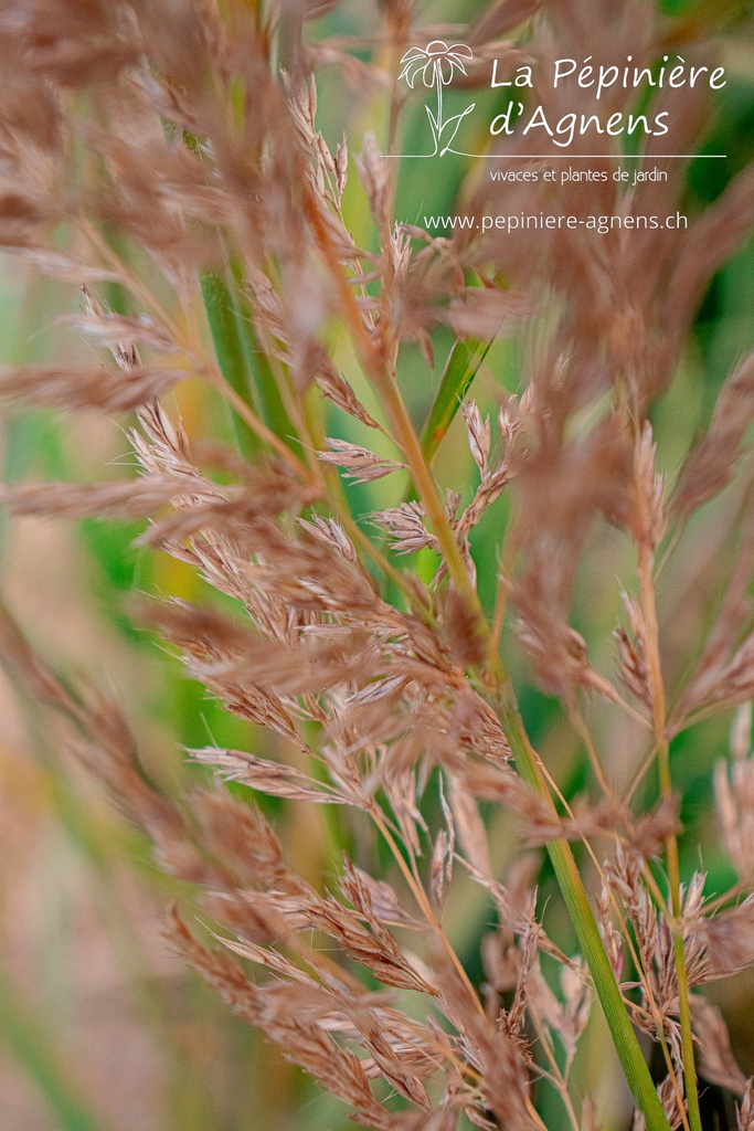 Calamagrostis brachytricha - La pépinière d'Agnens