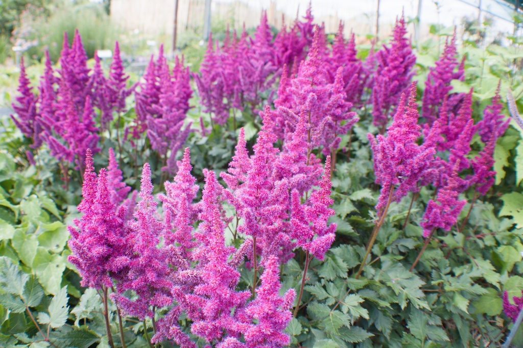 Assortiment plantes pour bac ombre - La Pépinière d'Agnens