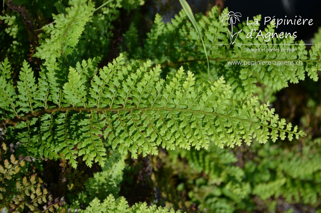 Assortiment plantes pour bac ombre - La Pépinière d'Agnens