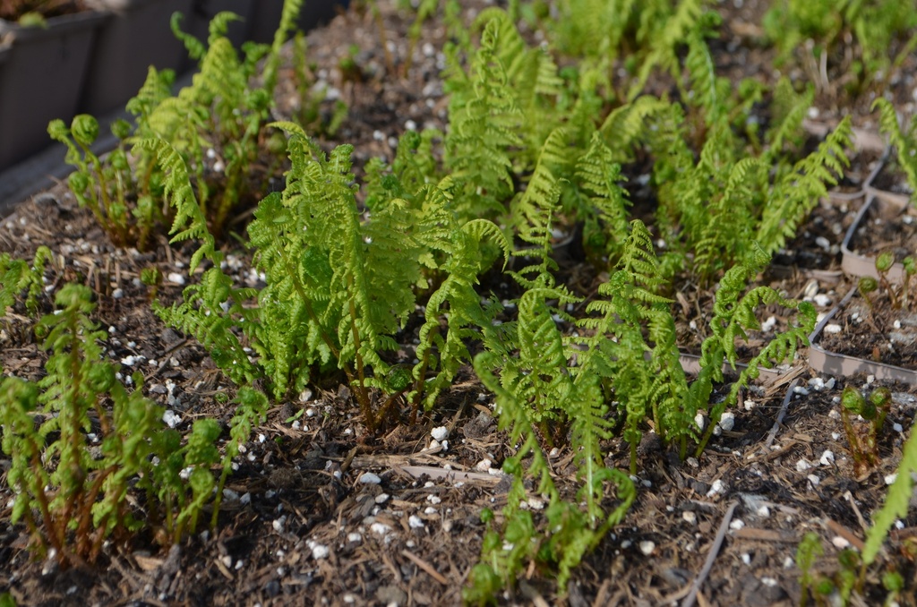 Athyrium filix-femina - La Pépinière d'Agnens
