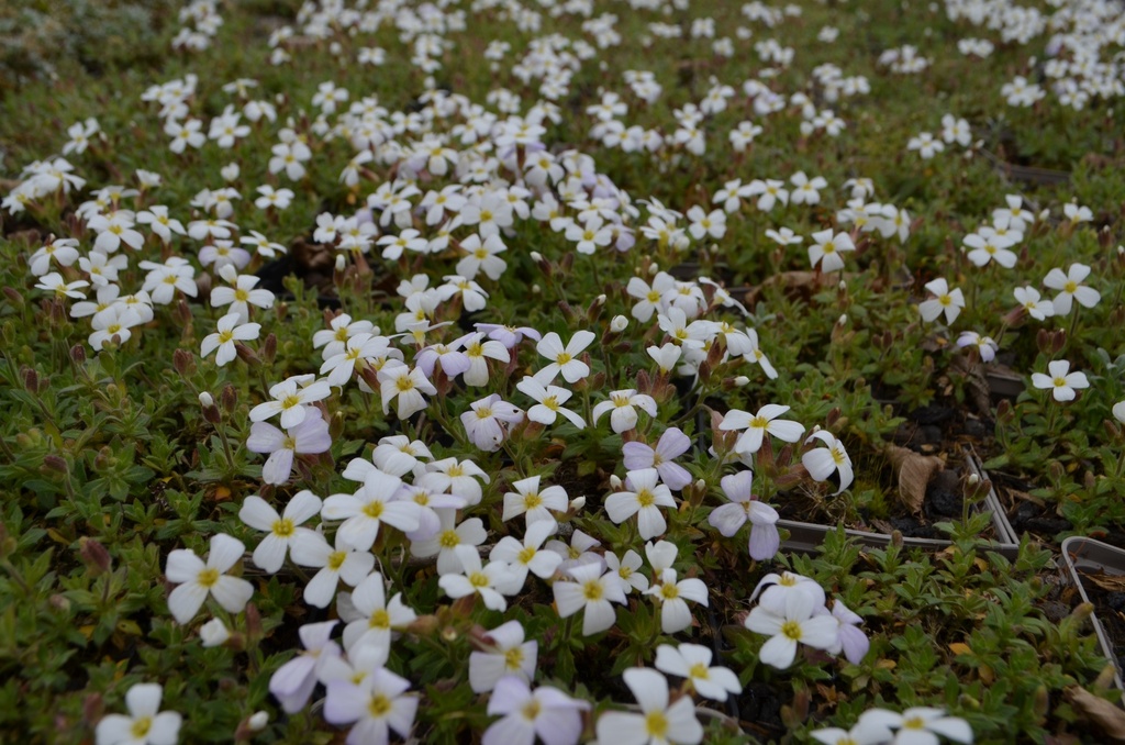 Aubrieta hybride 'Alba' - La Pépinière d'Agnens