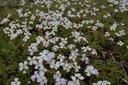 Aubrieta hybride 'Alba' - La Pépinière d'Agnens