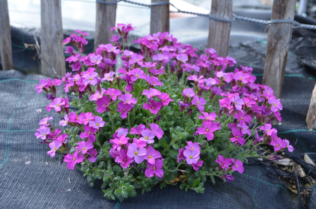 Aubrieta hybride 'Rosenteppich' - La Pépinière d'Agnens