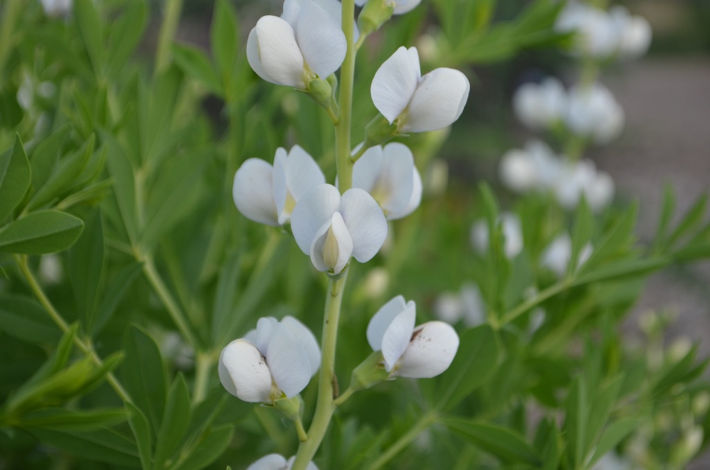 Baptisia australis 'Alba' - La Pépinière d'Agnens