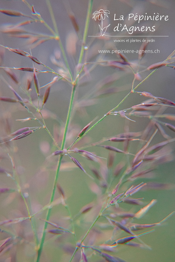 Calamagrostis brachytricha - La pépinière d'Agnens