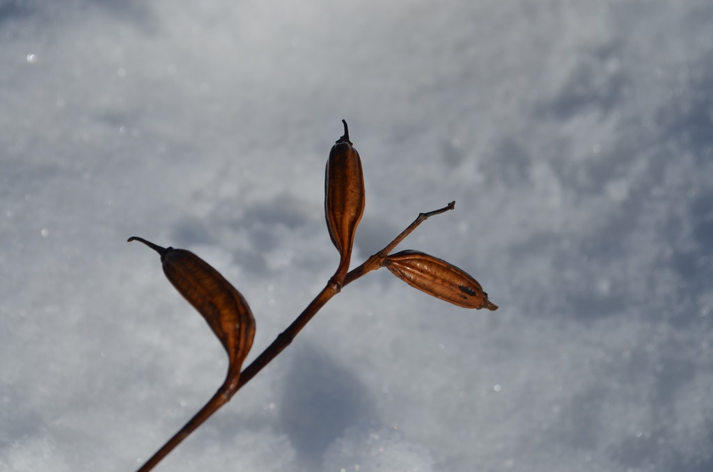 Bletilla striata - La Pépinière d'Agnens