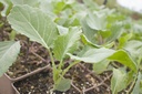 Brassica cultivar 'Thousand Head' - La Pépinière d'Agnens