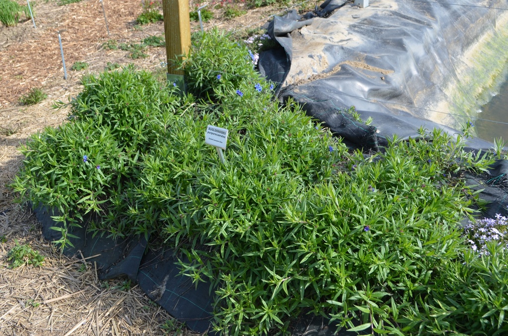 Buglossoides purpurocaerulea - La Pépinière d'Agnens