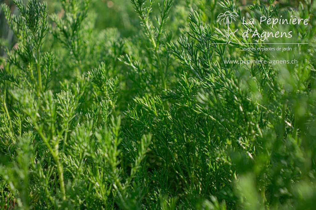 Assortiment plantes médicinales- La Pépinière d'Agnens