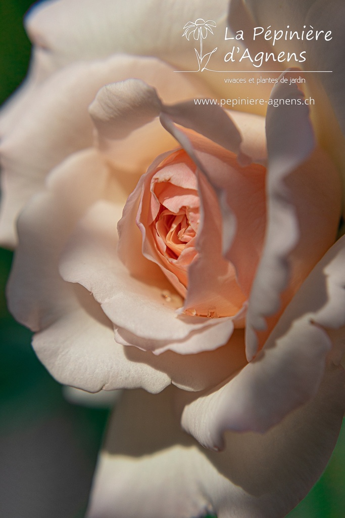 Rosa grimpant 'Penny Lane'- la Pépinière d'Agnens