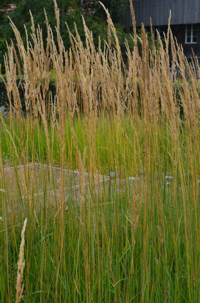 Calamagrostis acutiflora (x) 'Karl Foerster' - La Pépinière d'Agnens