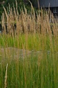 Calamagrostis acutiflora (x) 'Karl Foerster' - La Pépinière d'Agnens