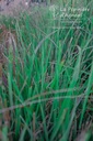 Calamagrostis varia - La pépinière d'Agnens