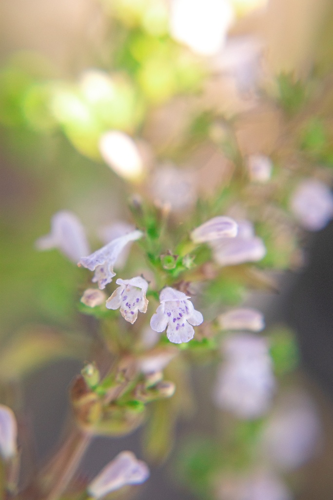 Calamintha nepeta 'Triumphator' - La Pépinière d'Agnens