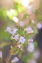 Calamintha nepeta 'Triumphator' - La Pépinière d'Agnens